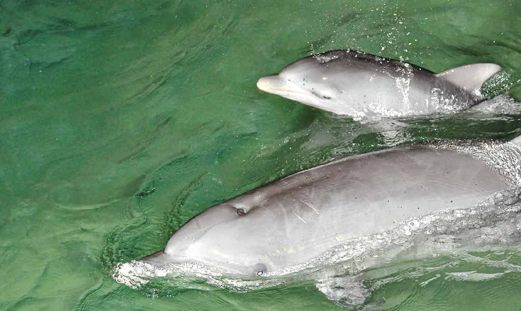 Dolphin feeding attracts guests from all over the world to the island. Dolphin feeding attracts guests from all over the world to the island.